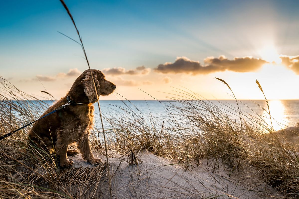 Freshwater West Beach, Pembrokeshire