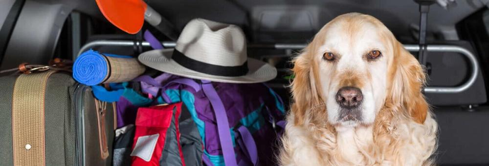 Retriever dog in car