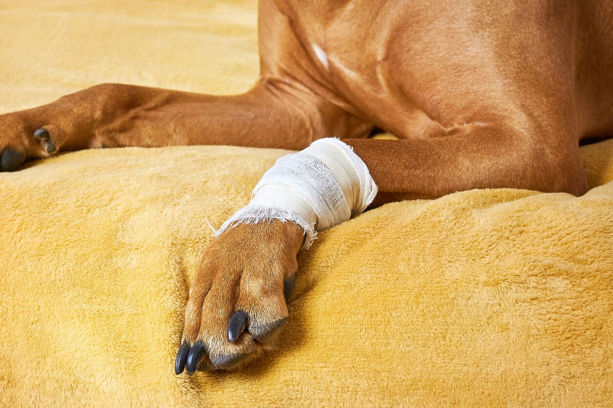 Portable Pet First Aid Kits