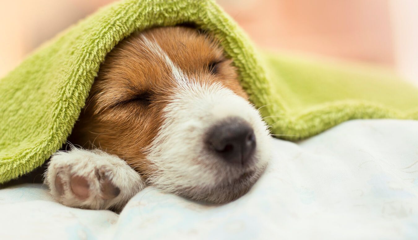 Microfibre Towels