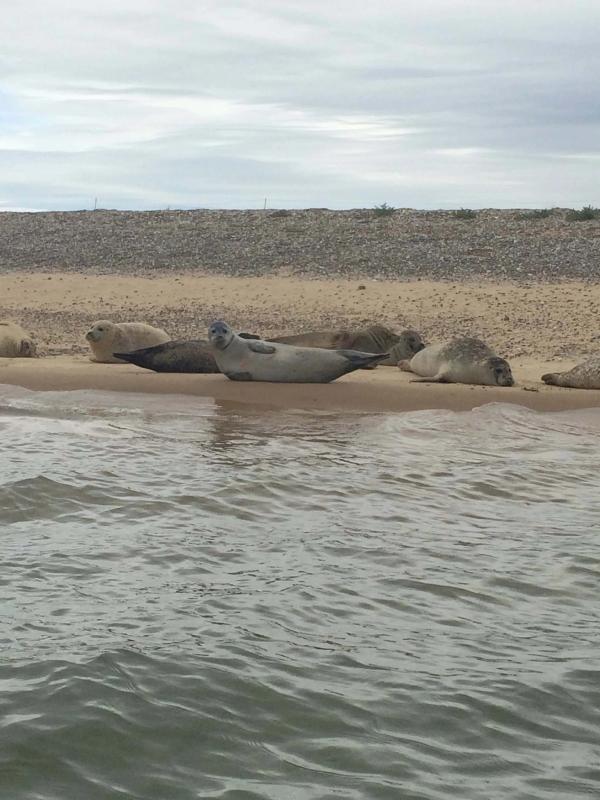 Seals on Blakeney Point