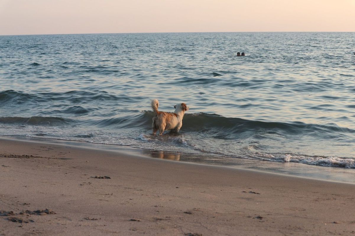 A dog enjoys the waves at Mexico Towans Beach, a dog-friendly beach in Cornwall
