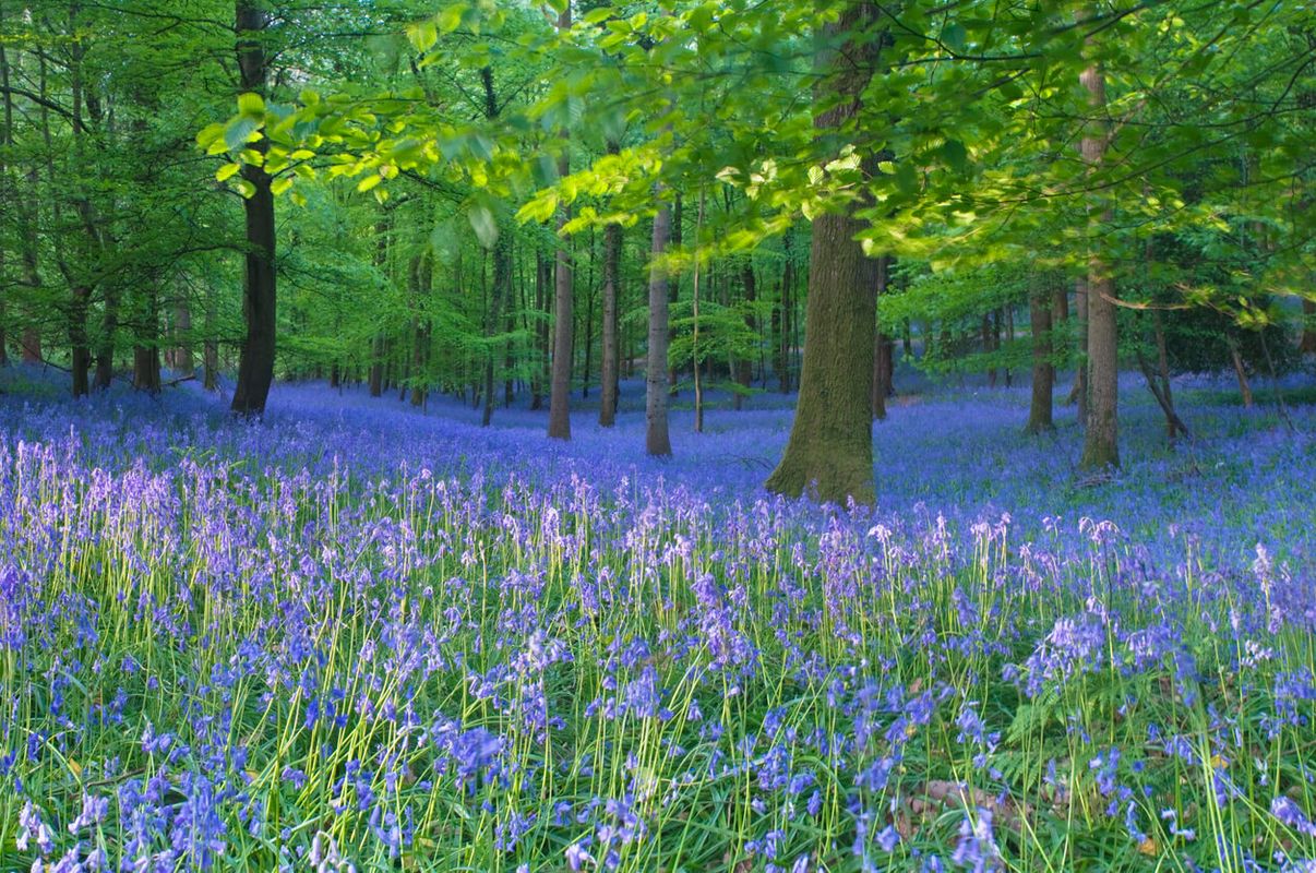 The Forest of Dean, Gloucestershire