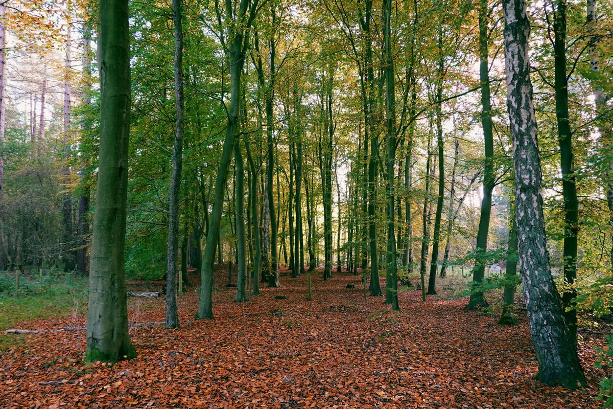 Thetford Forest