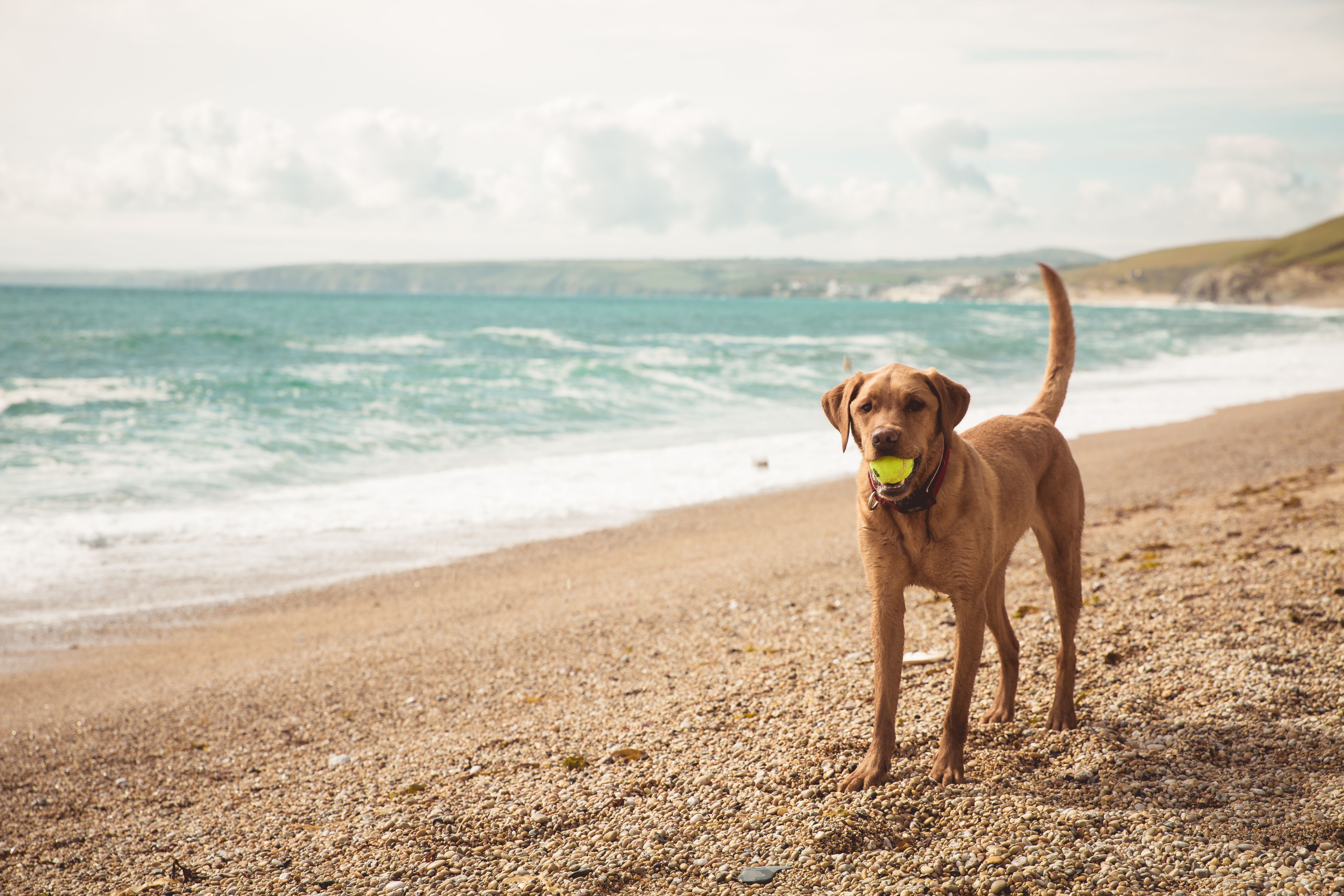 A dog plays with a ball on the beach