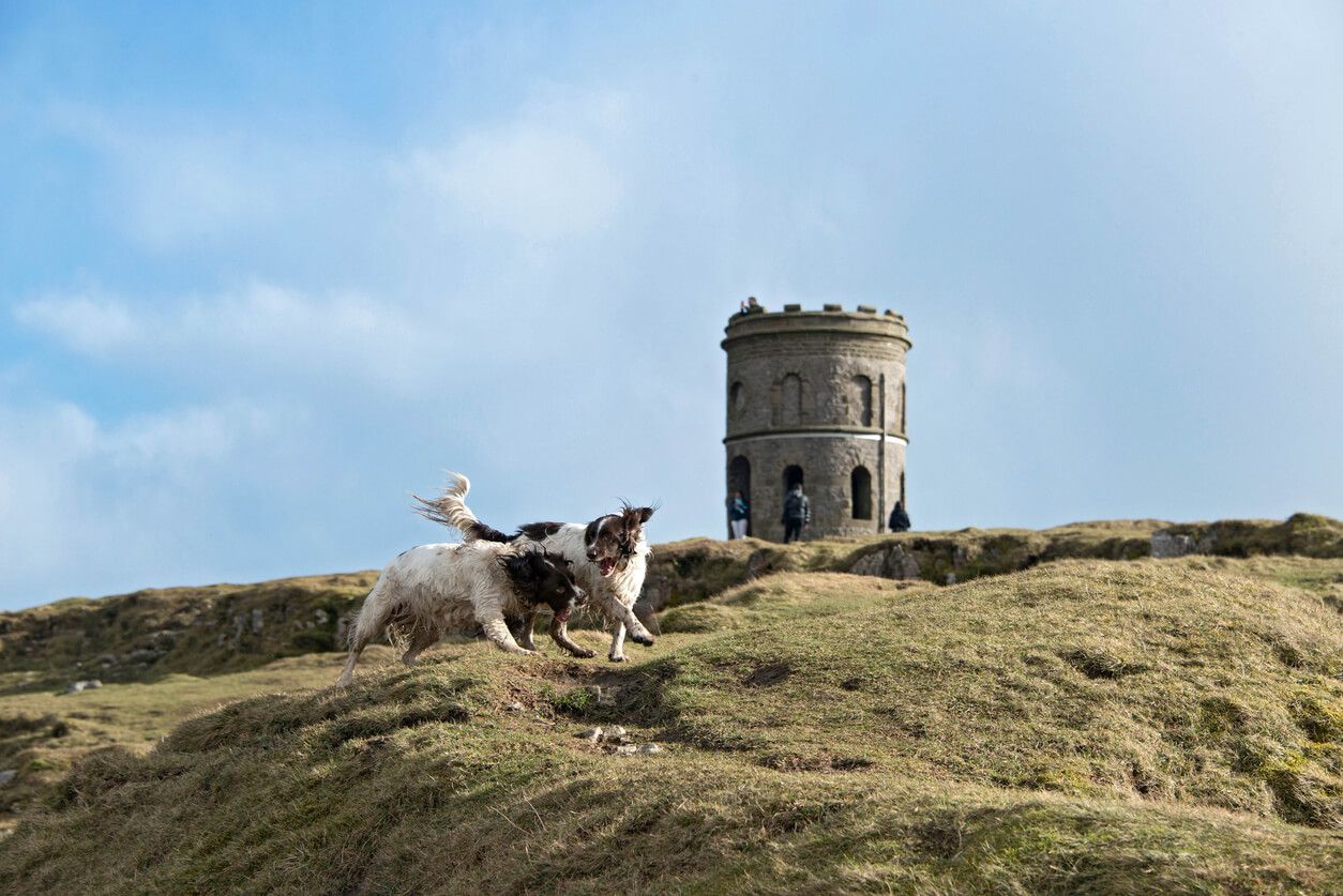 an image of Dog friendly log cabins in the Peak District