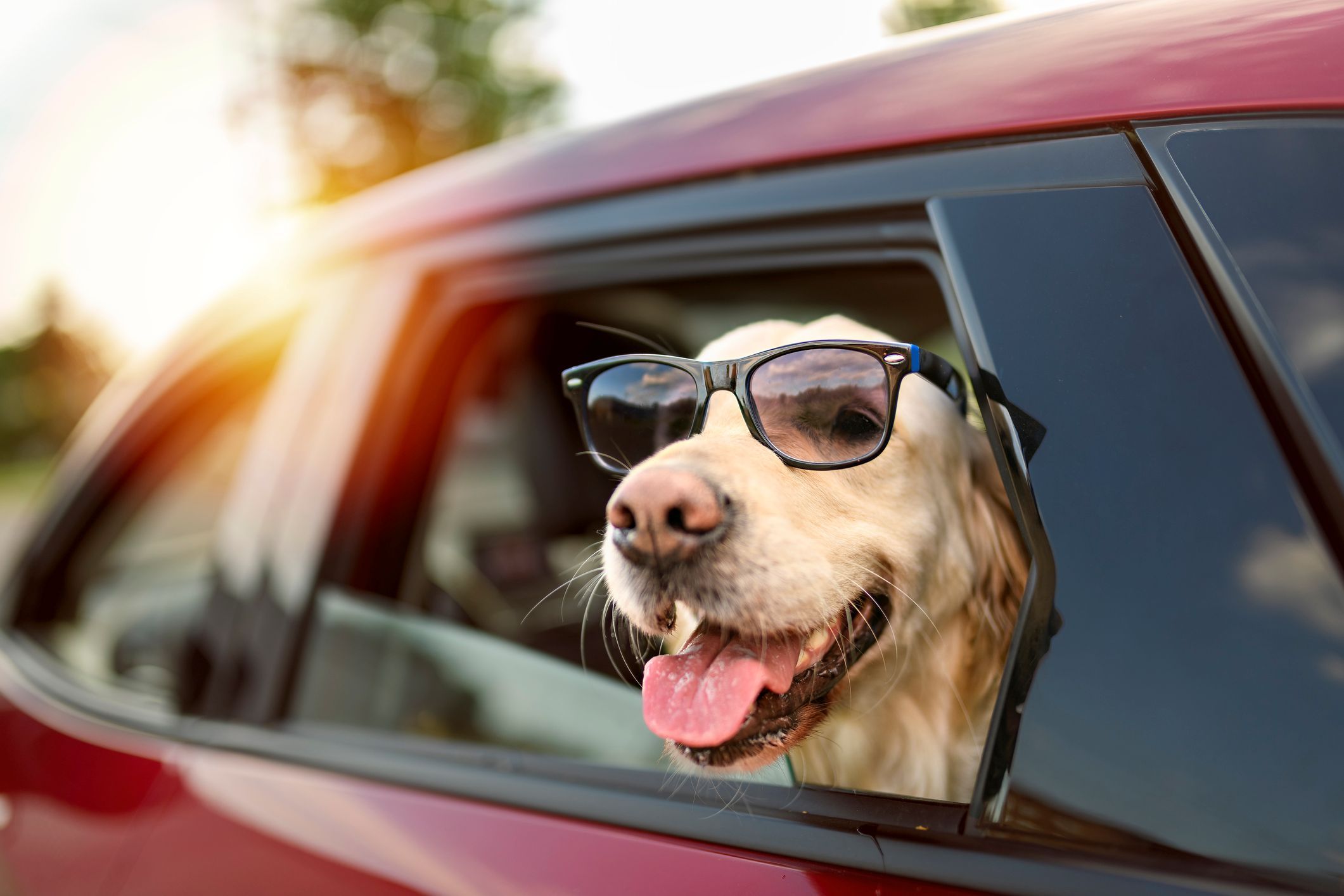 The UK’s best dog-friendly road trips, ranked