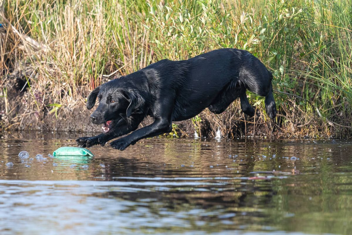 Floating Dog Toys