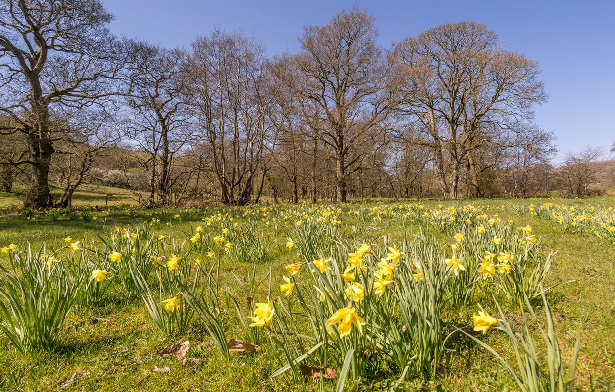 Farndale Daffodil Walk