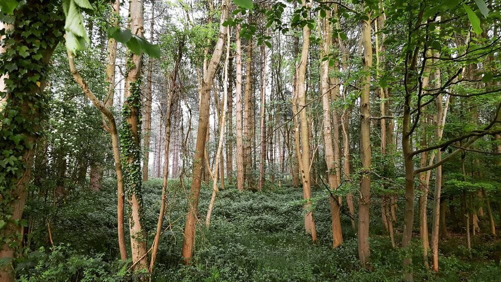 Macclesfield Forest