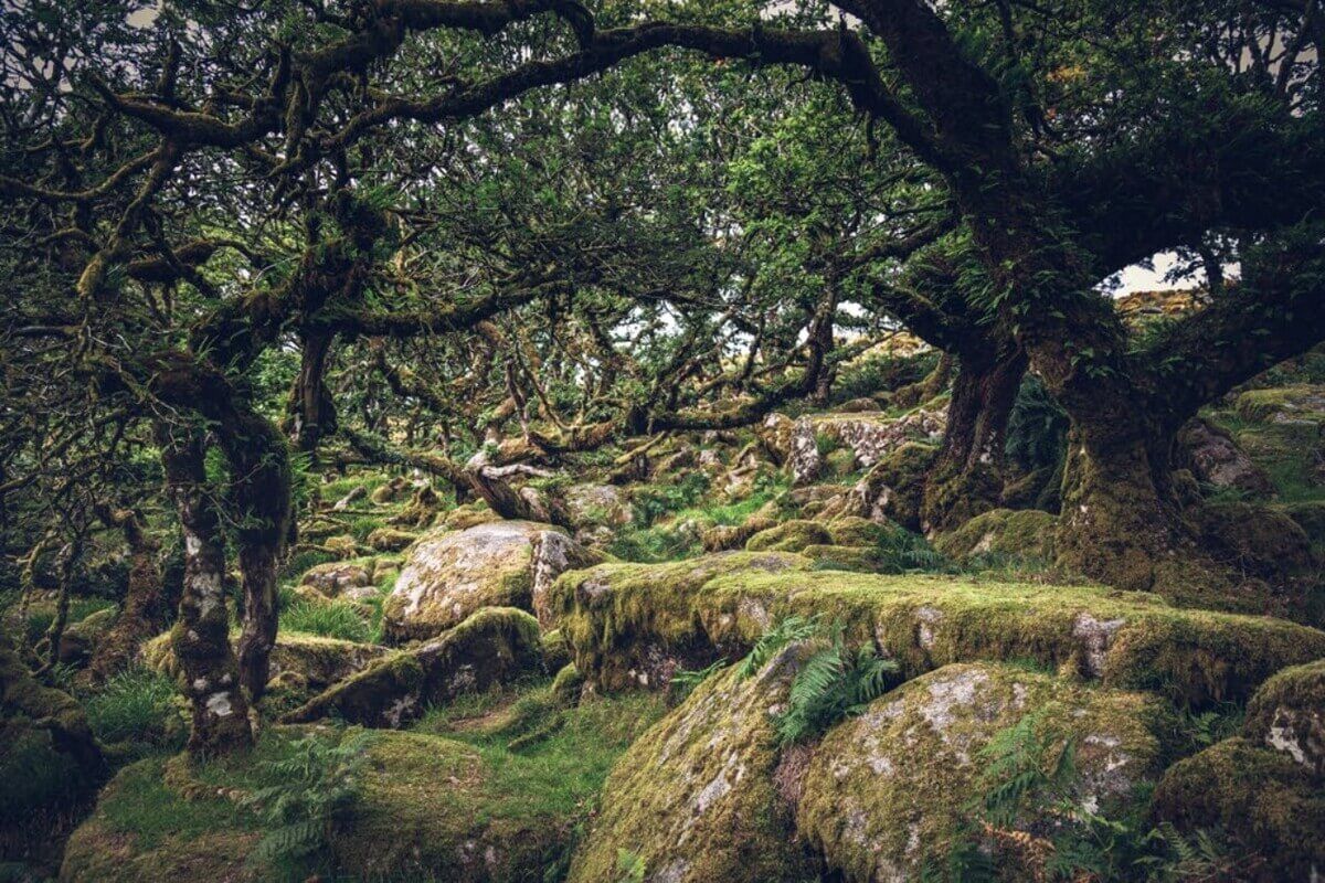 Wistman’s Wood