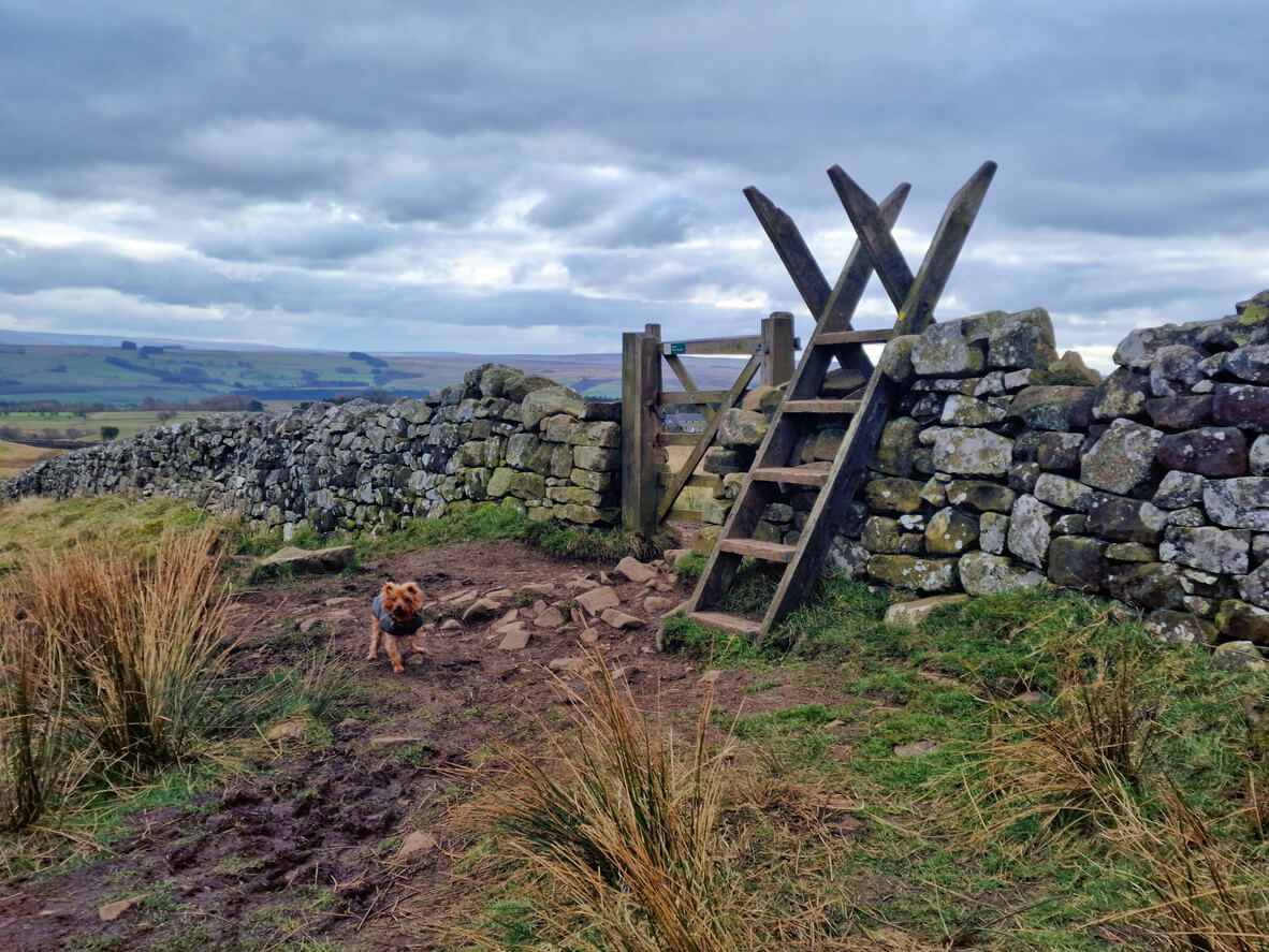 an image of Luxury dog friendly cottages in Northumberland