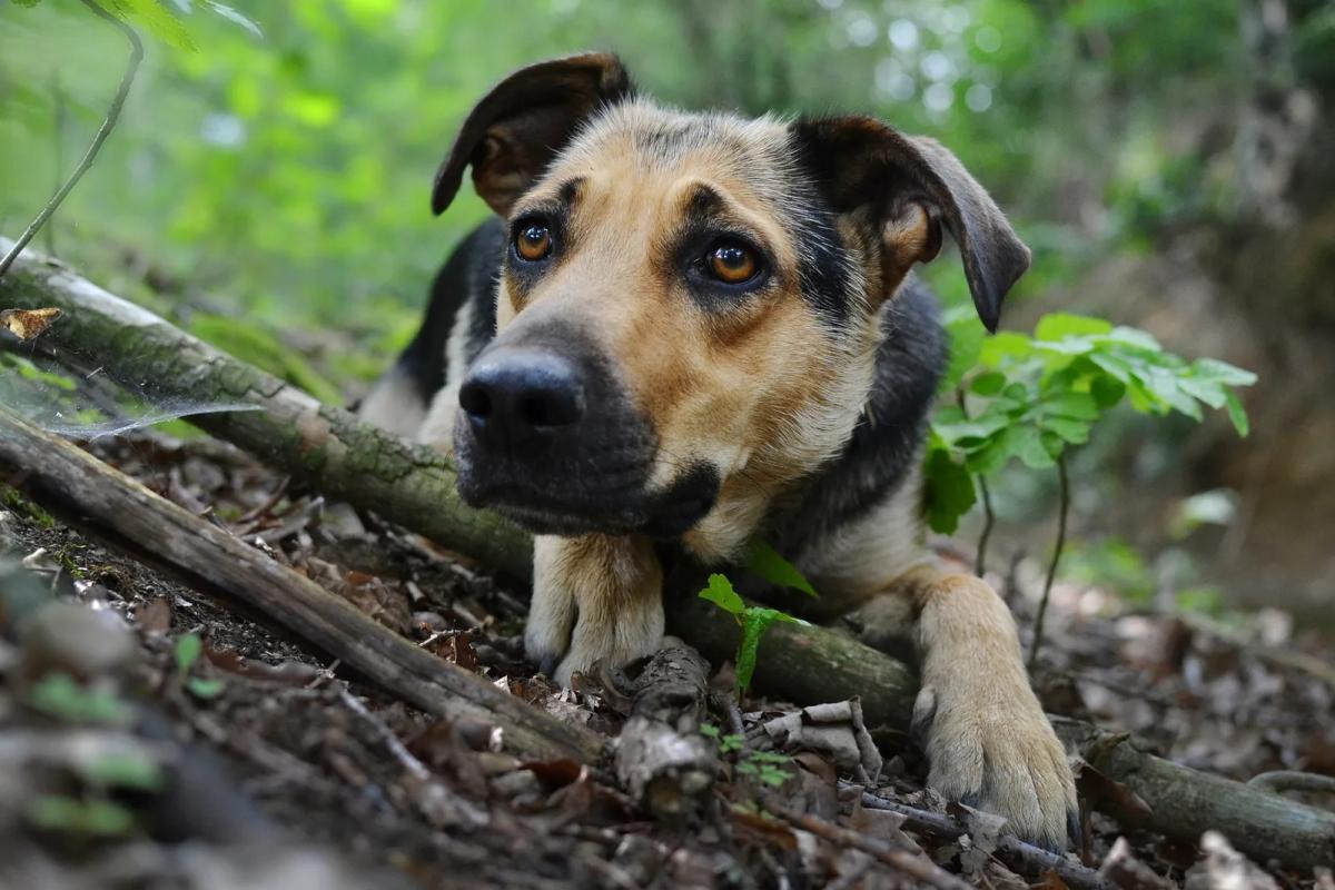 Dog lying down in wooded area