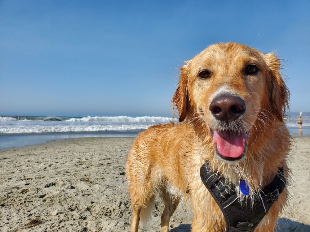 Dog on a beach