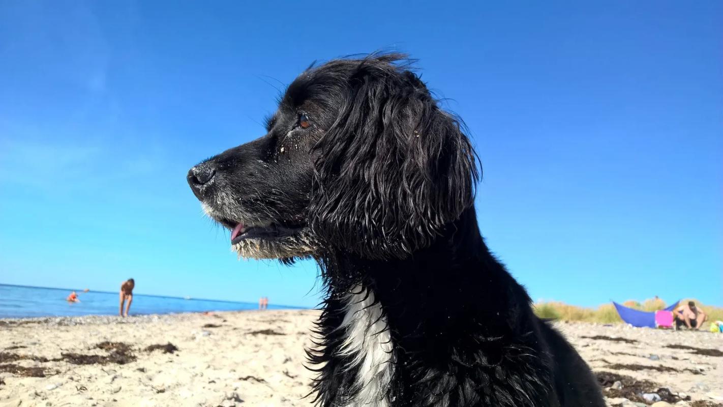 Dog on Lantivet Bay beach