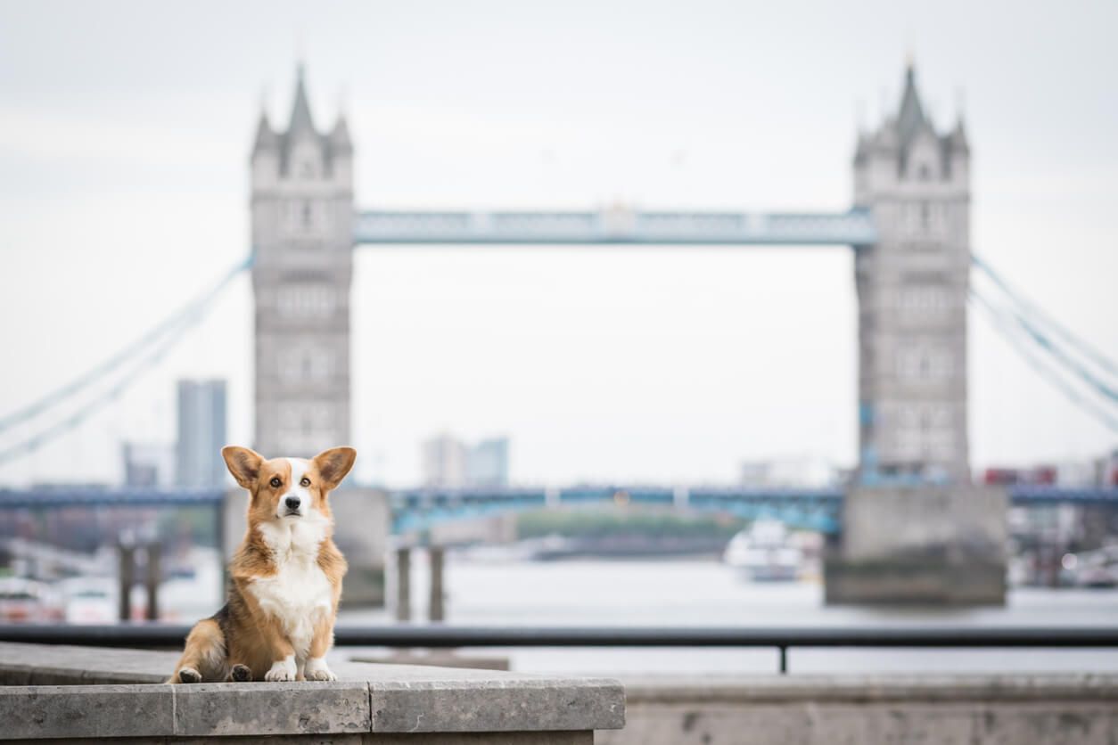The UK's best dog-friendly city breaks