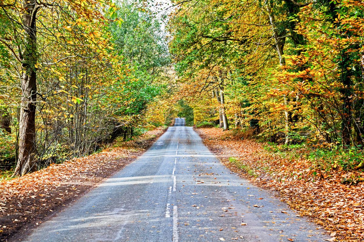 Delamere Forest, Cheshire
