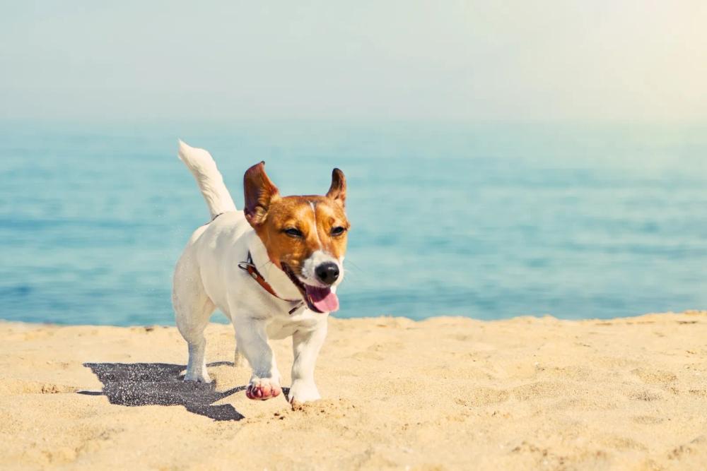 Jack Russell Dog on sunny beach