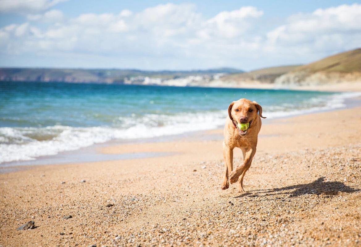 Dog running on a beach