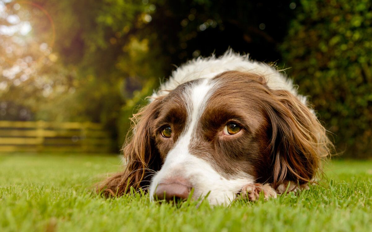 Dog lying down on a grass lawn in the sun