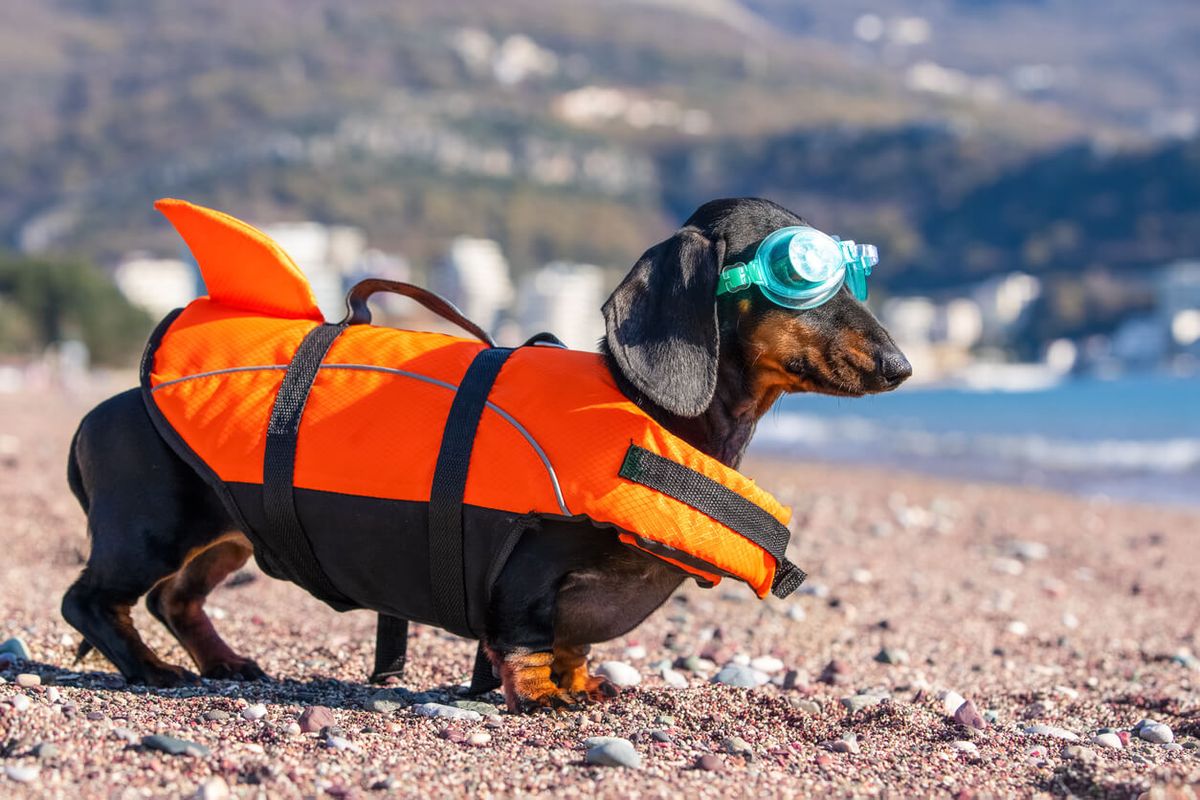 Dog Lifejackets