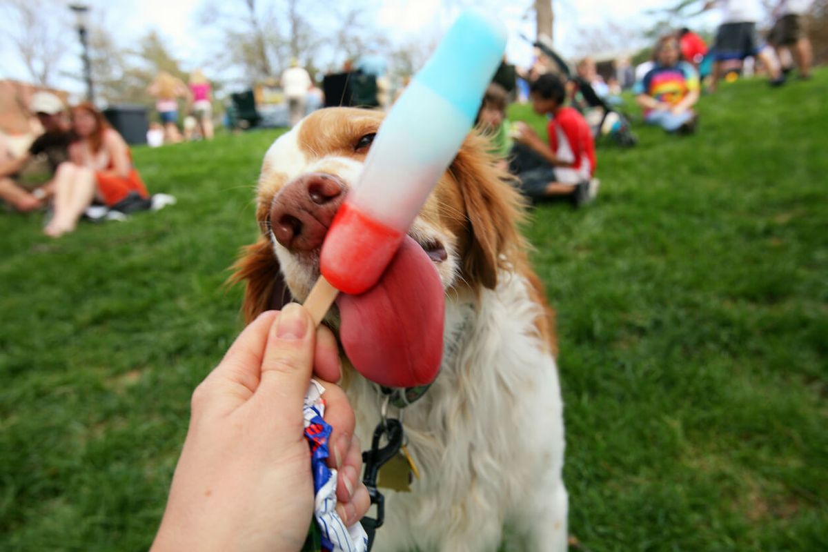 Summer Dog Festival