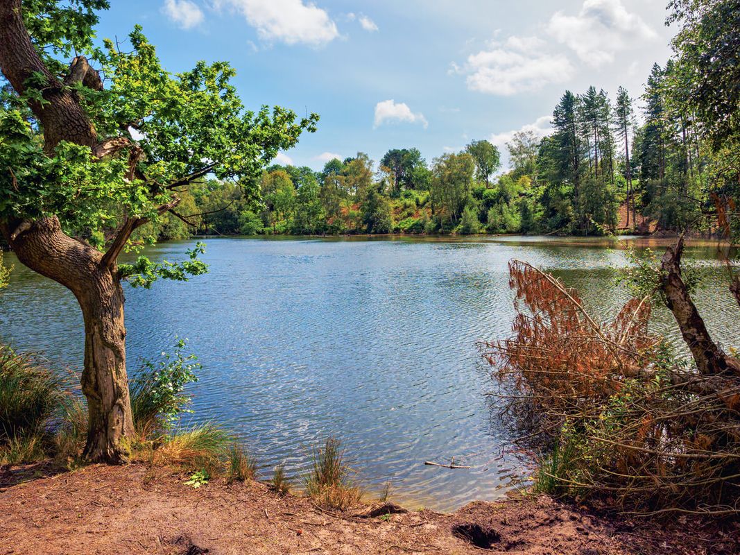 Delamere Forest, Cheshire
