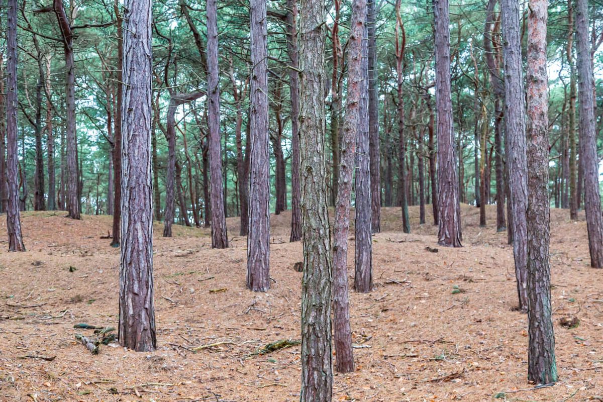 Formby Pinewoods & Beach – Merseyside