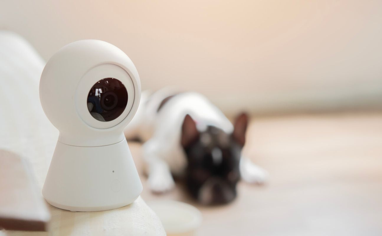Treat cameras – because some dogs do not enjoy being left out of the plan