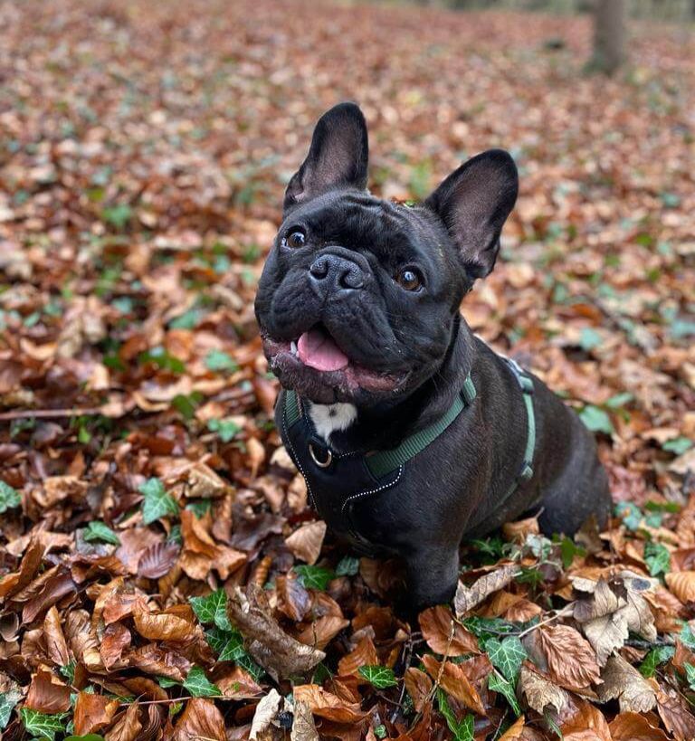 Albie