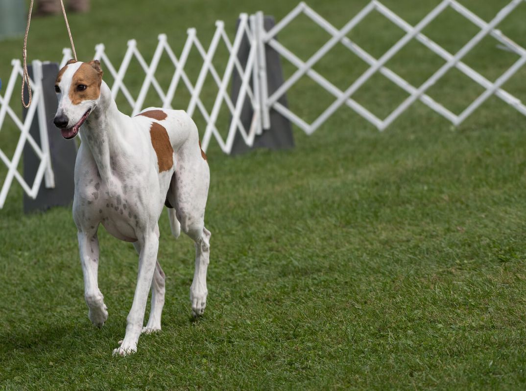Chatsworth Country Fair