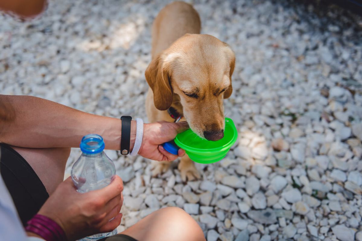 Collapsible Travel Bowls