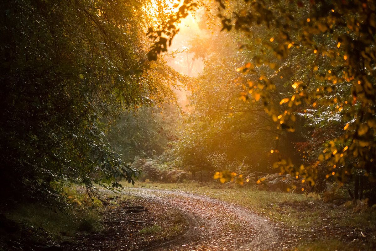 Beechenhurst, Forest of Dean