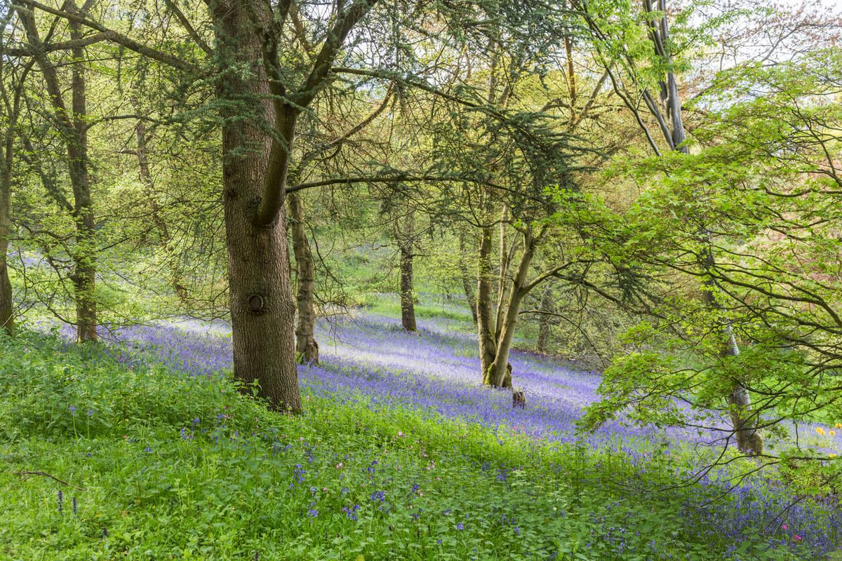 Winkworth Arboretum, Surrey