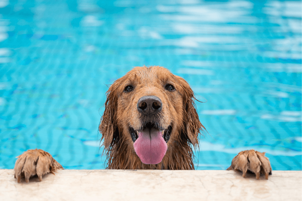 Dog-friendly cottages with pools