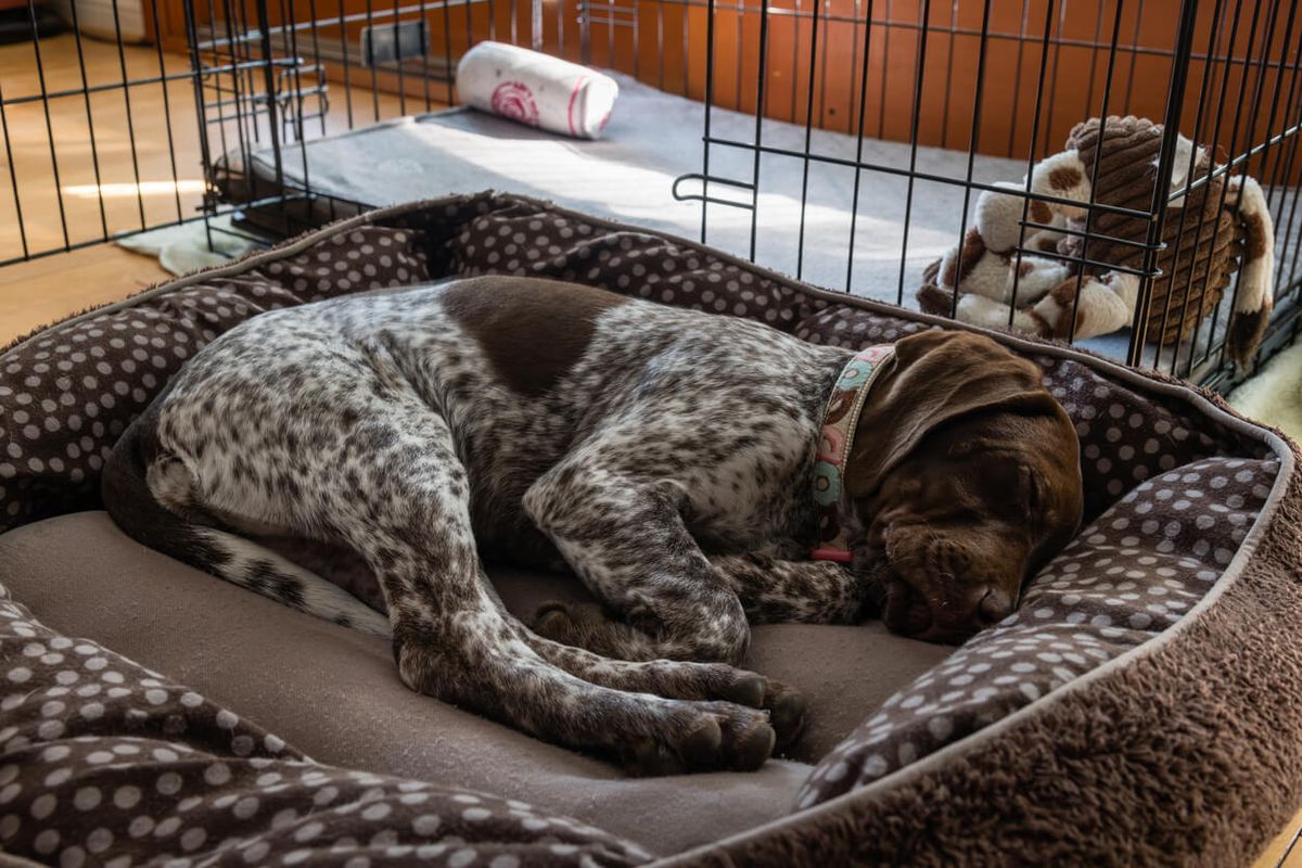 Puppy sleeping by crate