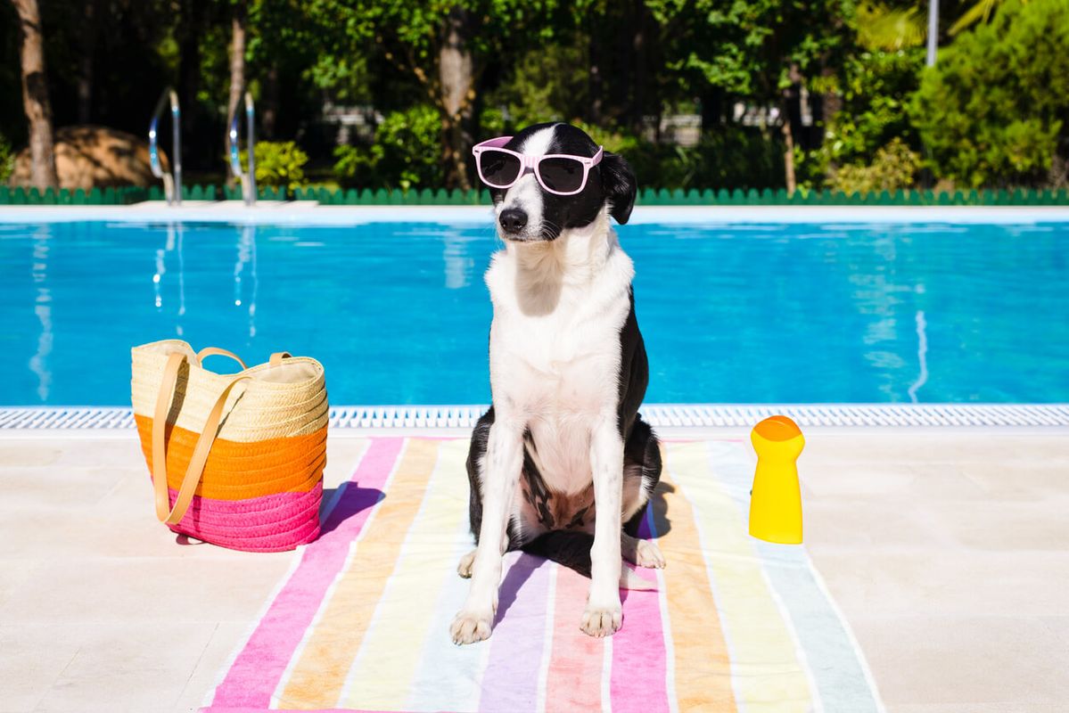 Dog-Safe Sunscreen