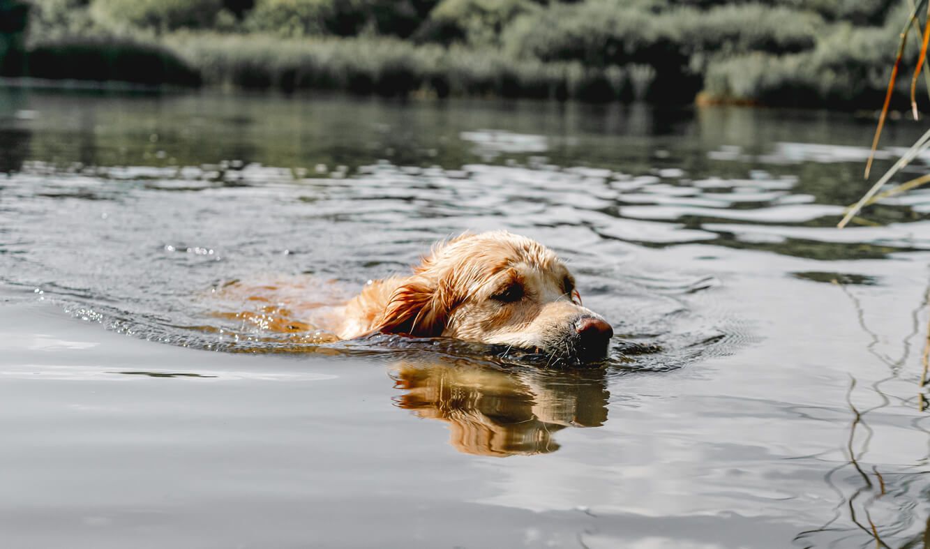 Dog swimming in river