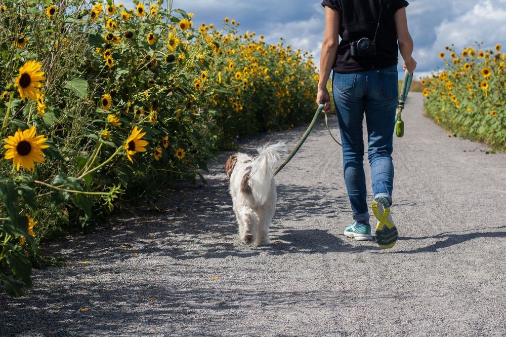 Man and a dog walking down a lane with sunflowers each side