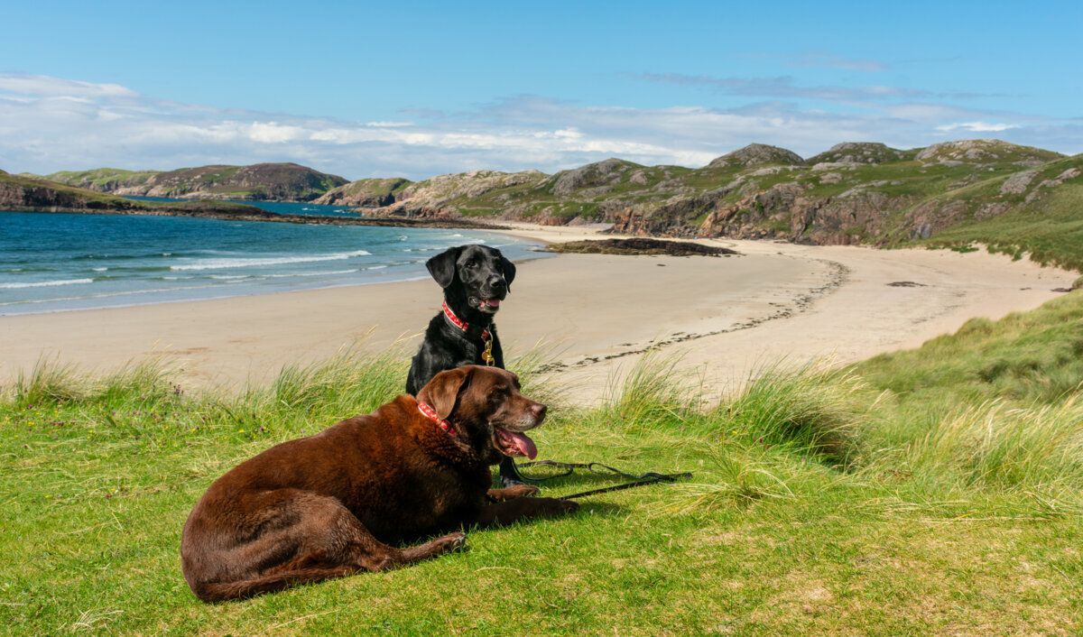 2 dogs lying on a grassy bank overlooking a beach