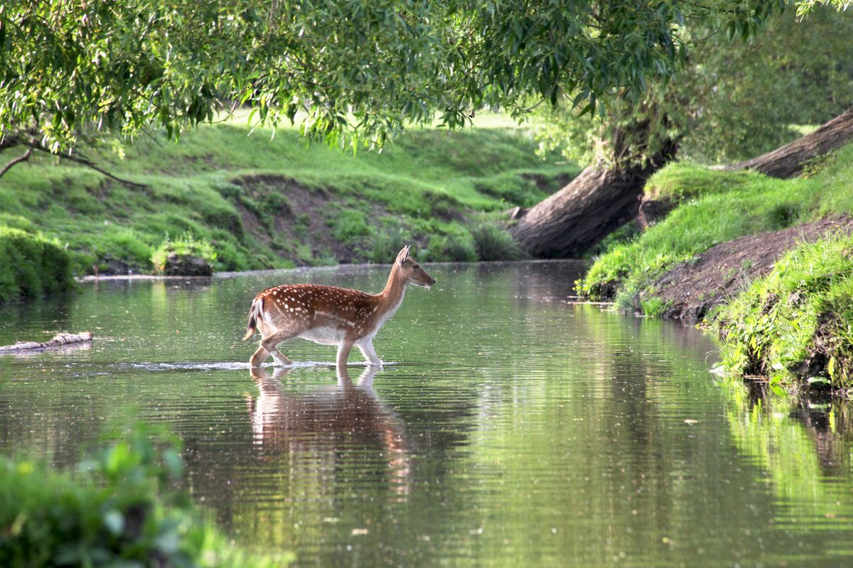 Richmond Patk, one of the best dog-friendly Easter activities