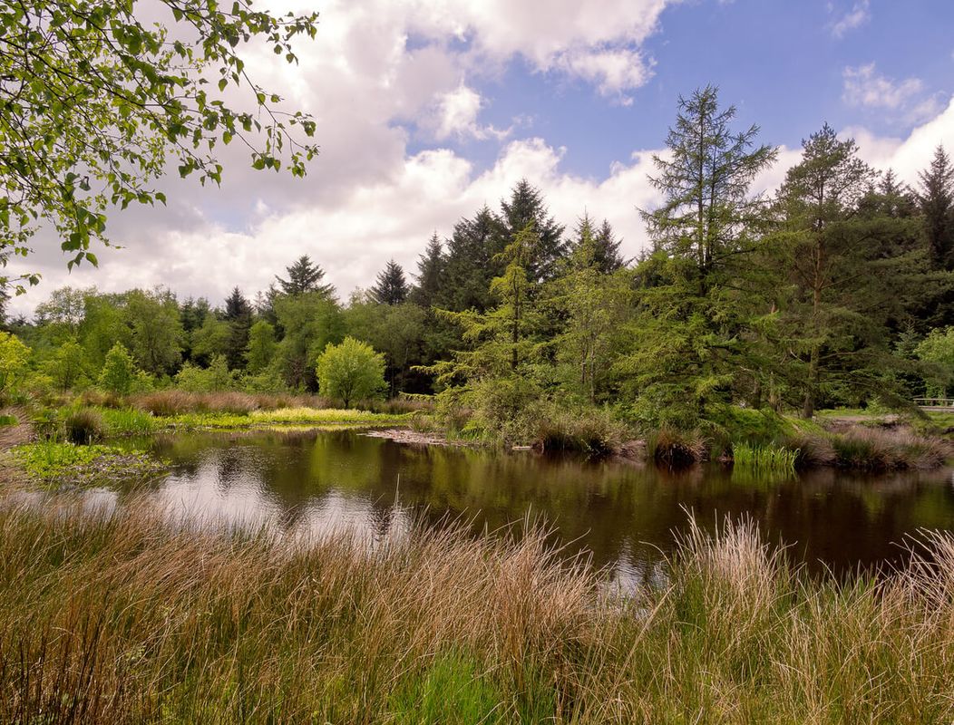 Beacon Fell Country Park & The Roebuck, Bilsborrow