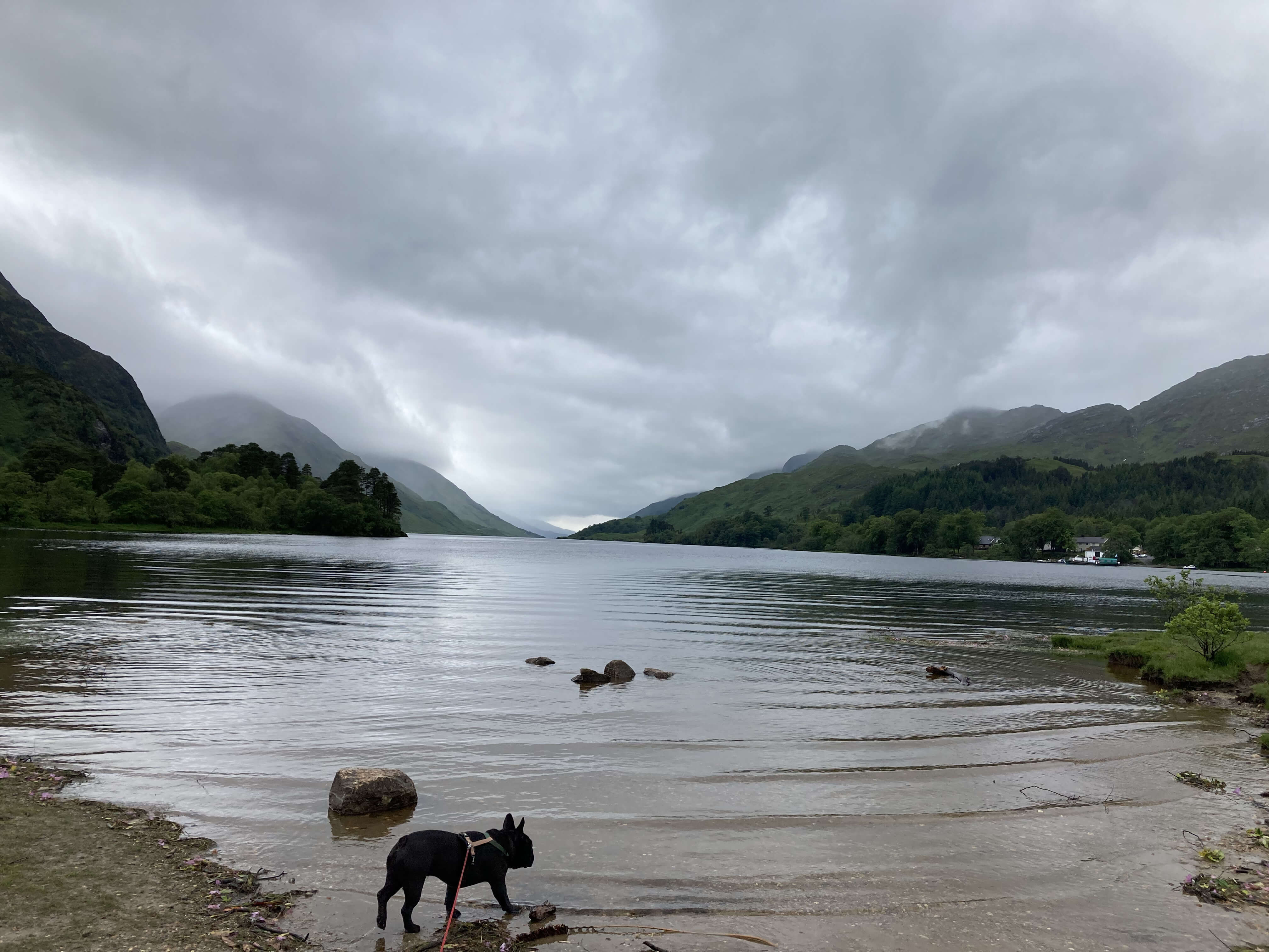 Dog at Derwentwater, in Keswick
