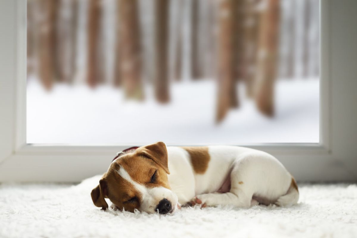A few extra tips for your dog-friendly holiday