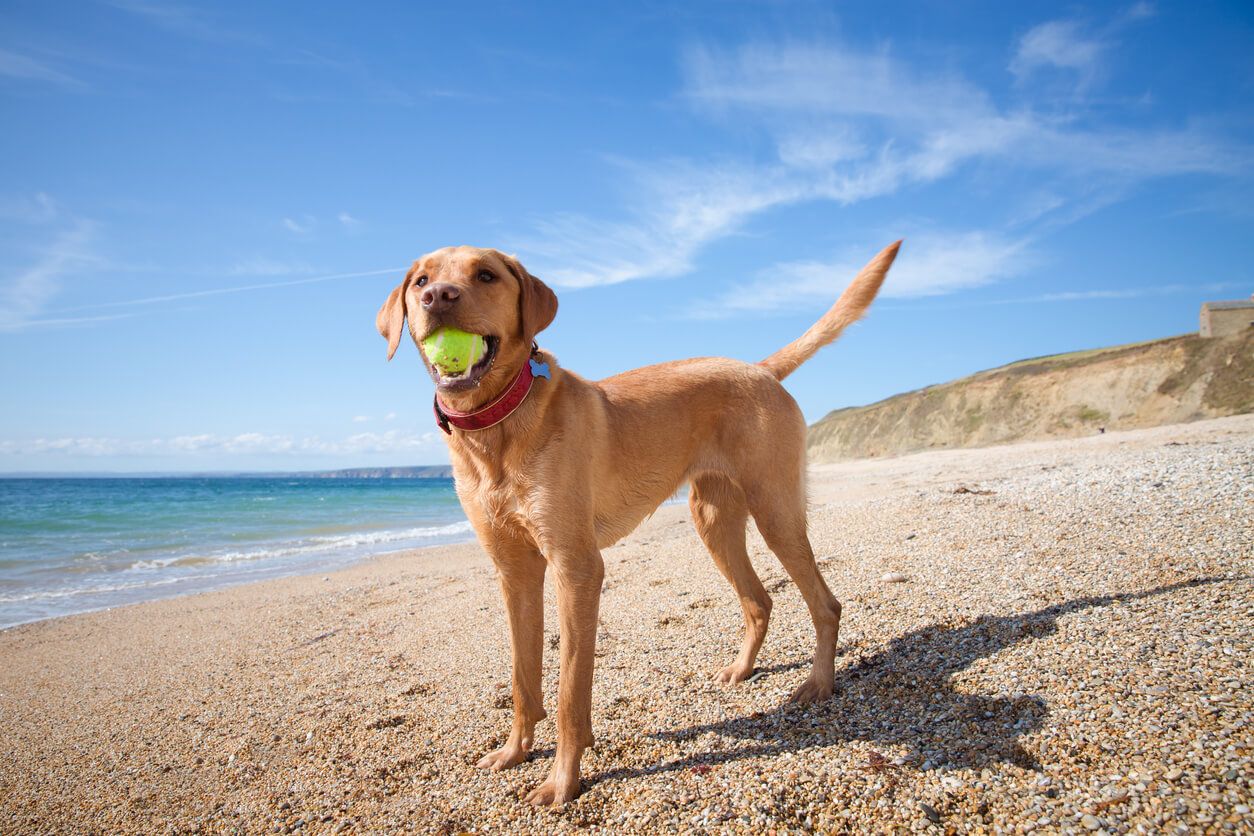 Cottages near dog-friendly beaches