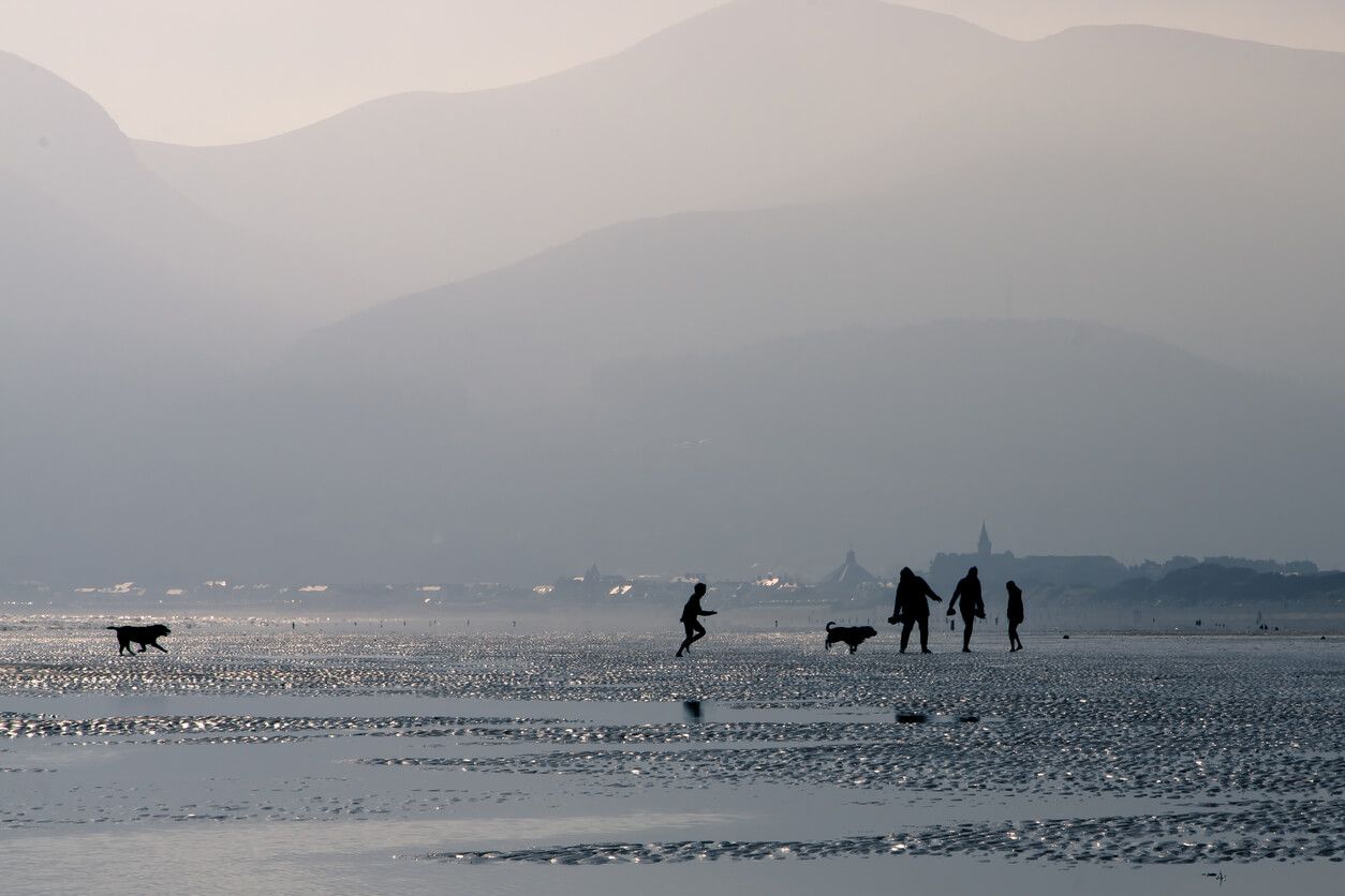 Dogs and people on a beach