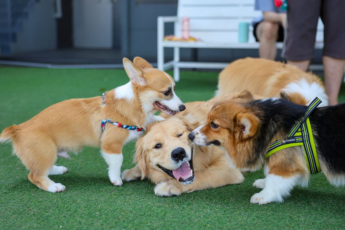 Woofstock Festival