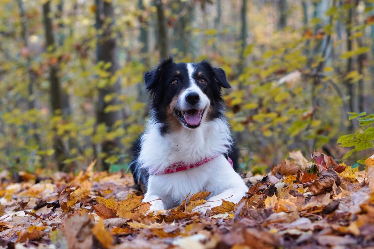Dog in Cardinham Woods