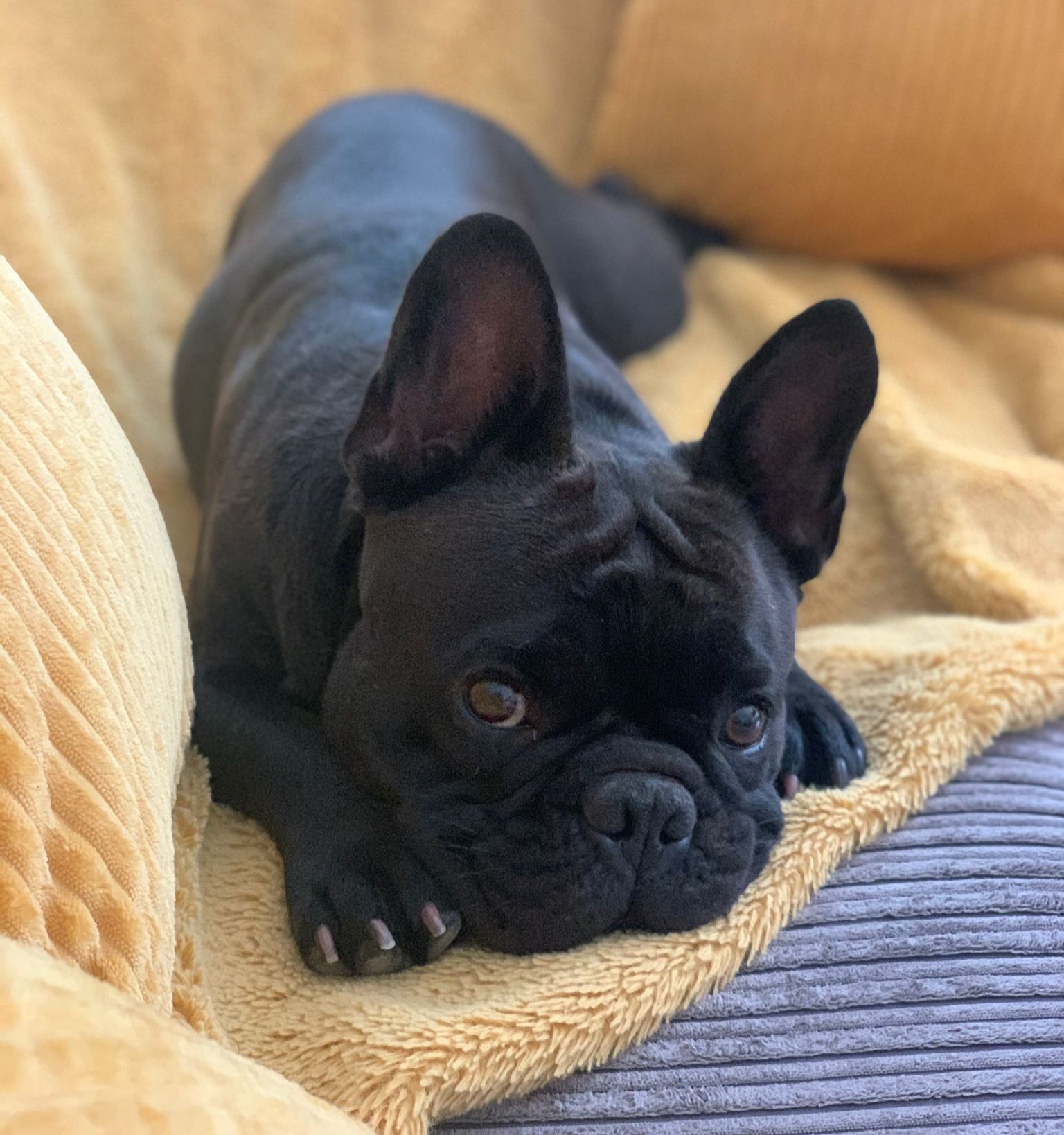 Albie