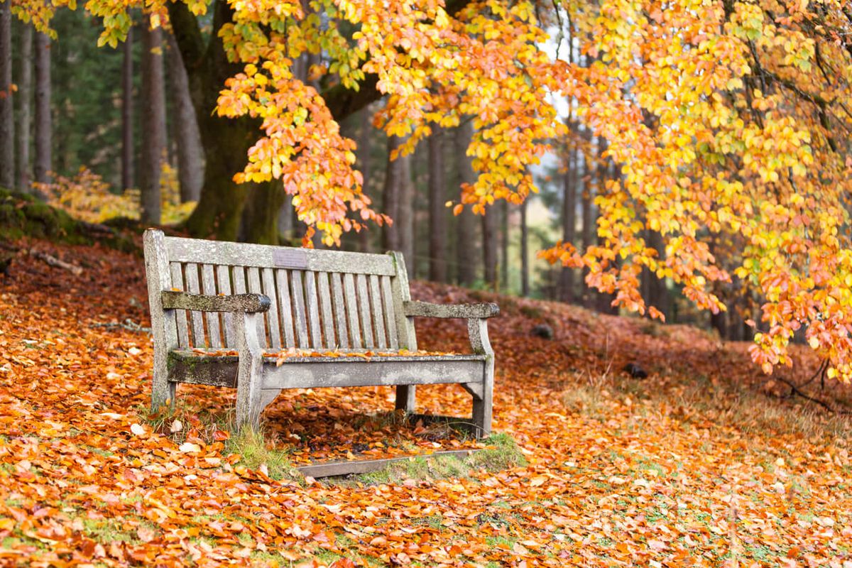 Kielder Forest, Northumberland